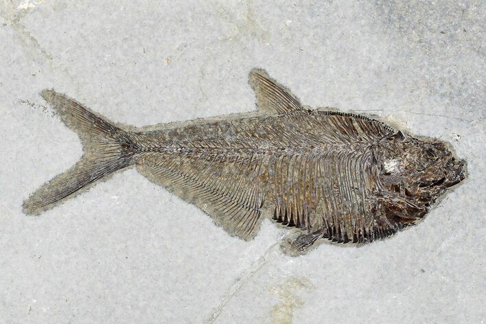 Fossil Fish (Diplomystus) - Wyoming #179299
